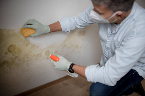 Professional Mold Inspection, Removal & Remediation in Alto, TX